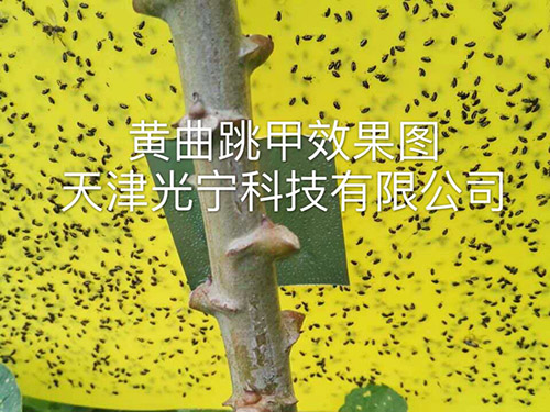 粘虫板应用实例2