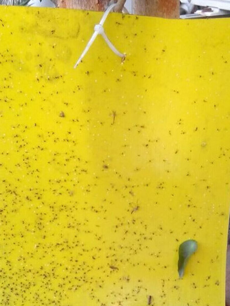 粘虫板应用实例1