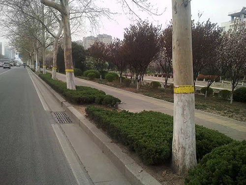 粘虫带应用实例2